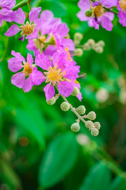 Inthanin, fleur de la reine, grand arbre avec de belles fleurs violettes.