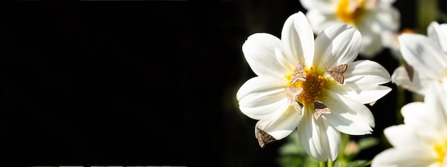 Invasion de bannières Insectes volants dangereux sur une fleur de camomille ou de gargin Papillon des prés Feu d'herbes Loxo