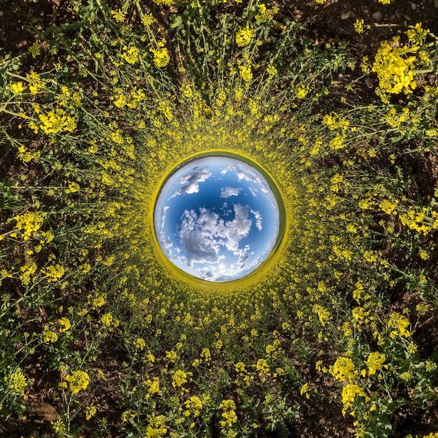 Inversion de la transformation de la petite planète du panorama sphérique à 360 degrés Vue aérienne abstraite sphérique dans le champ de colza avec de superbes nuages magnifiques Courbure de l'espace