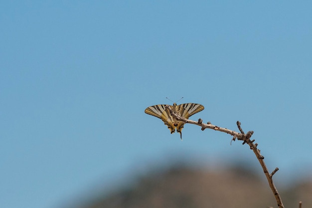 Iphiclides feisthamelli, espèce rare du sud