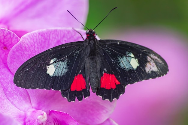 Iphidamas cattleheart Butterfly Parides iphidamas aux ailes ouvertes sur une orchidée violette