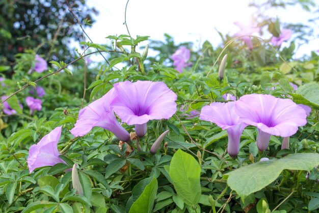 Ipomoea cairica violet qui fleurit dans le jardin