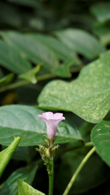 Ipomoea triloba également connu sous le nom de Little Bell Gloire du matin à trois lobes Campanilla morada Beech Fern Krugs Trilobed blanc etc.