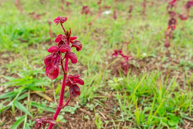 Iresine herbstii ou Herbst bloodleaf Certains appellent cette plante la plante de gésier de poulet