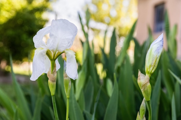 Photo iris albicans lange ou cimetière iris blanc belle fleur dans la conception du jardin