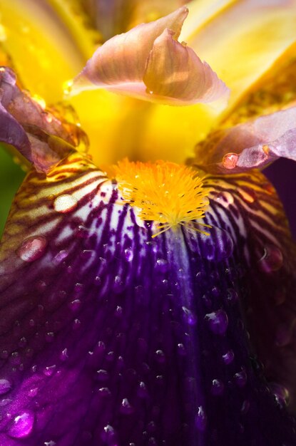 Iris allemand pourpre ou Iris germanica macro