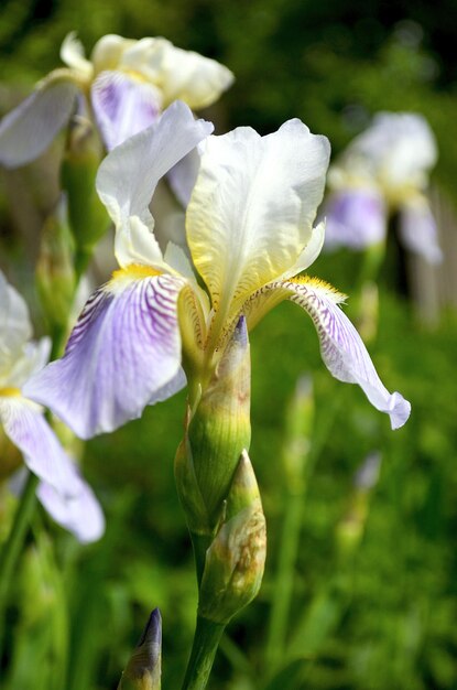 Photo iris blanc et bleu dans le jardin par une journée ensoleillée