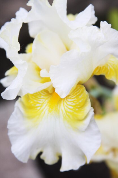 Iris blanc dans un jardin