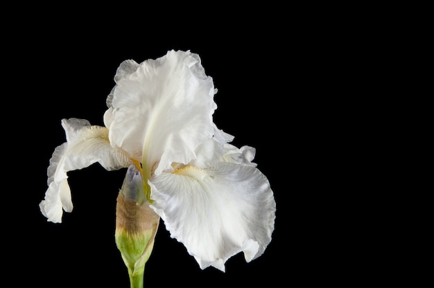 Iris blanc sur fond noir