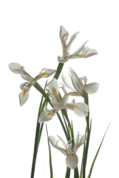 Iris blancs sur un fond blanc isolé