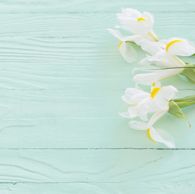 Iris blancs sur fond de bois vert