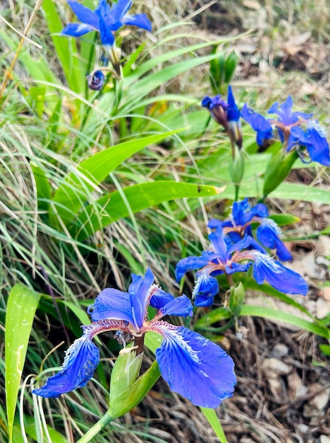 Photo iris bleu setosa fleur d'iris bleu