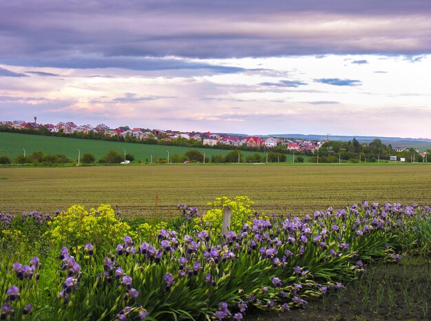 Iris bleu violet variétal sur le bord du champ gros plan sur le ciel du soir du village