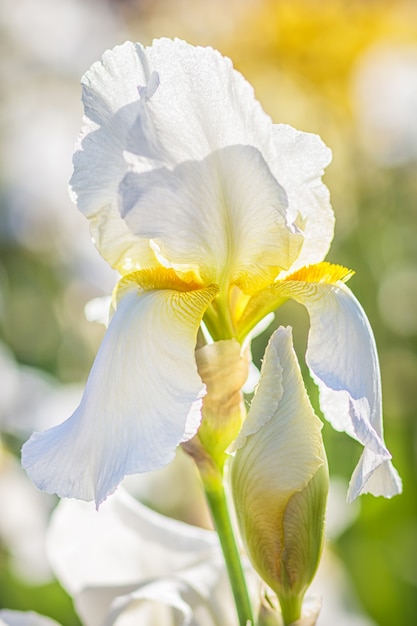 Iris colorés jaunes et blancs