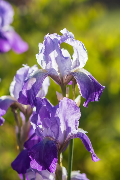 Iris colorés pourpres et bleus