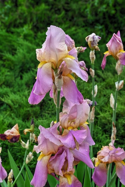 Iris Earl of Essex fleur sur fond de feuilles vertes