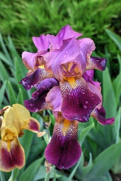 Iris Earl of Essex fleur sur fond de feuilles vertes