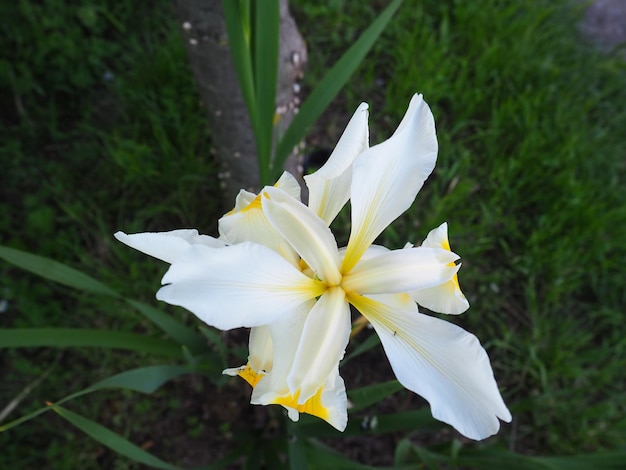 Iris est un genre de plantes vivaces à rhizome de la famille Iris Une herbe ornementale à grandes fleurs lumineuses Fleur délicate et gracieuse de couleur blanche avec des veines jaunes Feuilles vertes en arrière-plan