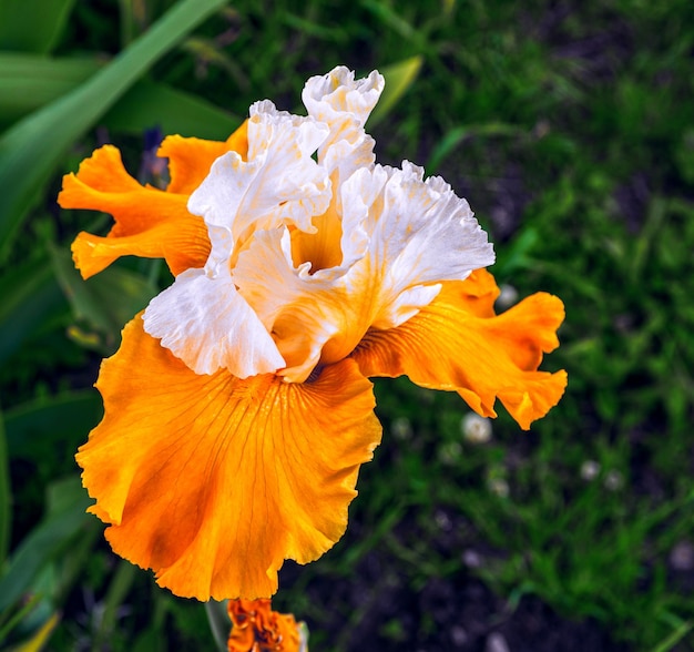 Photo iris, fleur d'orange décorative de jardin