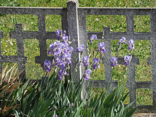 Iris fleur pourpre nom scientifique Iris Germanica