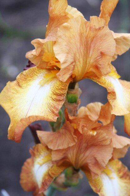 Iris en fleurs dans un jardin