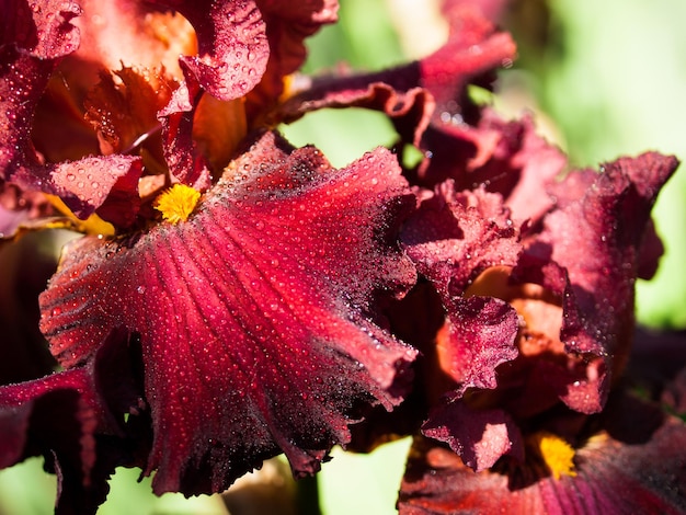 Iris en fleurs à la fin du cycle de floraison.