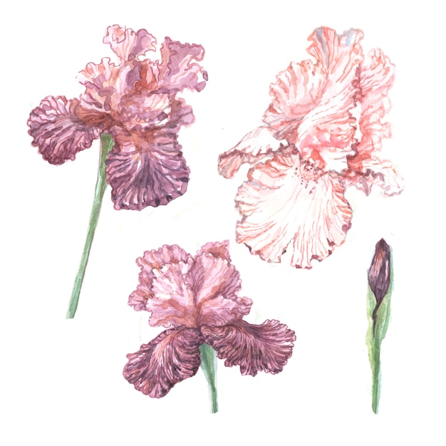 Iris fleurs printemps floraison illustration croquis de fond de carte postale textile impression dessinés à la main
