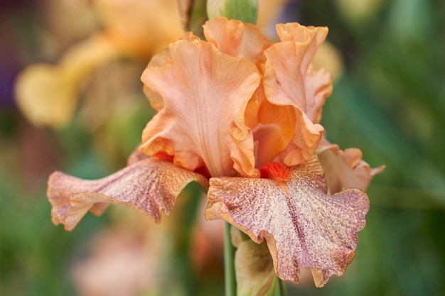 Iris gladiolus en fleurs dans le jardin