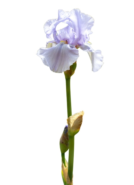 Iris à grandes fleurs sur blanc avec chemin de détourage