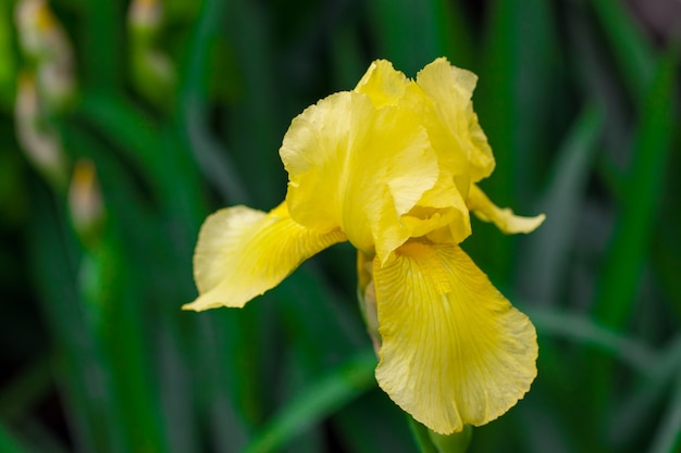 Iris jaune. Fleur jaune poussant à l'état sauvage dans les marais.