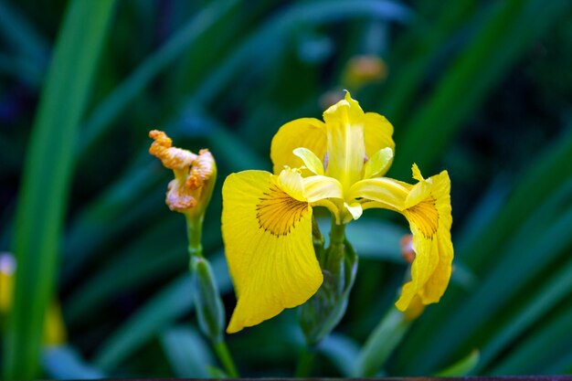 L'iris jaune a fleuri dans un foyer sélectif de parterre de fleurs