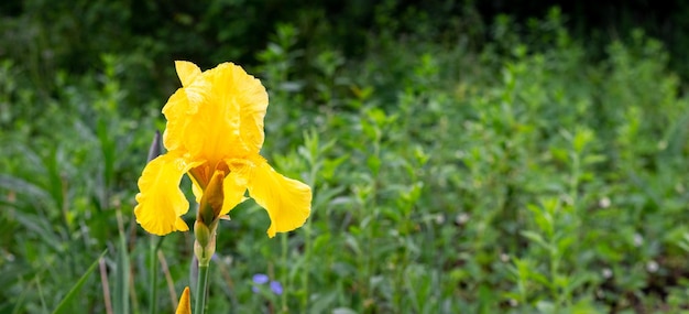 Iris jaune parmi la végétation verte Copier l'espace