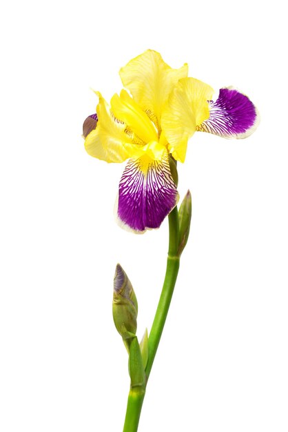 Iris jaune-violet isolé sur fond blanc. Carte de fleurs