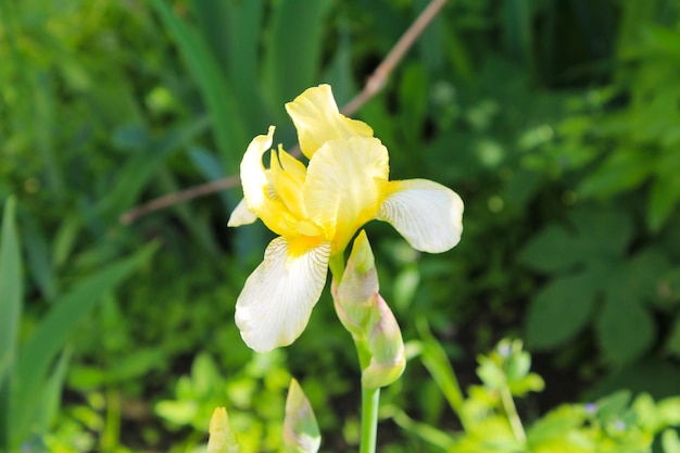 Iris jaune