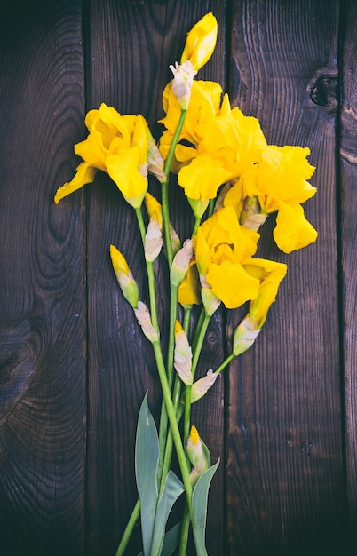 Iris jaunes en fleurs