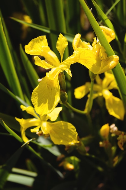 Iris des marais jaune belle fleur