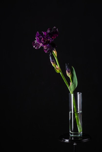 Iris pourpre sur fond noir