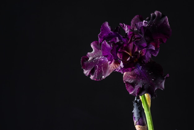 Iris pourpre sur fond noir