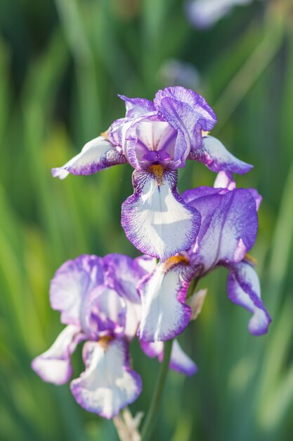 Iris pourpres colorés