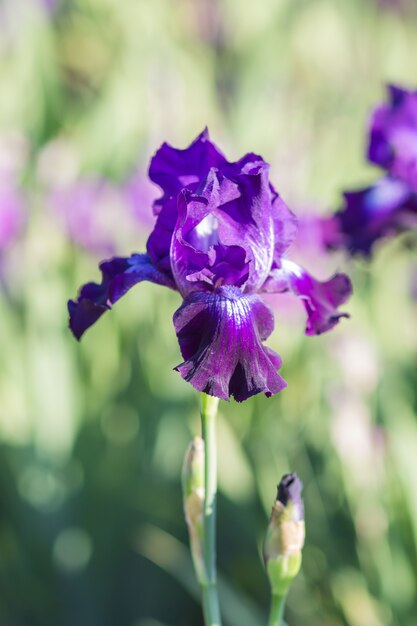 Iris pourpres colorés