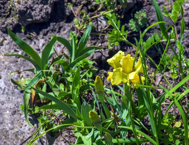 Photo iris reichenbachii fleur dans une prairie au printemps