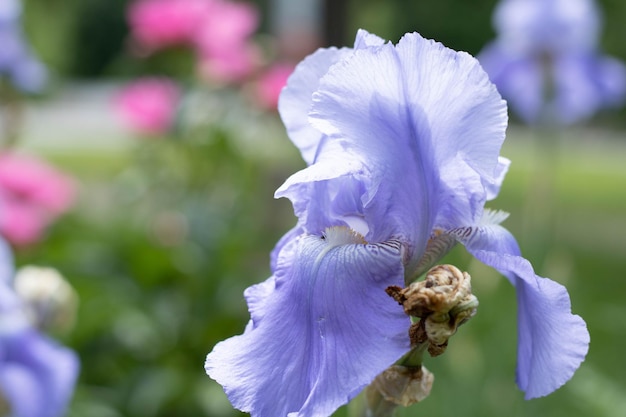 Iris violet dans le jardin fleurs d'iris de couleur bleu et violet