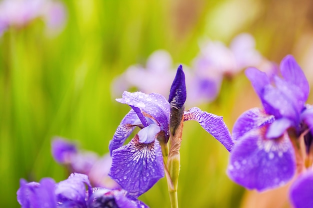 Iris violet délicat en gouttes d'eau