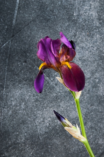 Iris violet sur fond de béton