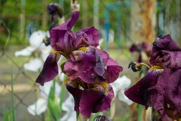 Photo un iris violet avec le mot iris dessus