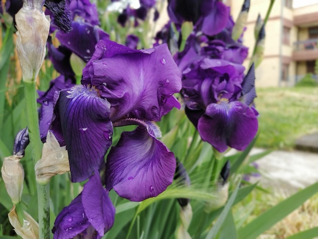 Iris violets Belles fleurs délicates d'iris bleu-violet foncé dans le jardin Pétales gracieux Mise au point douce Image floue