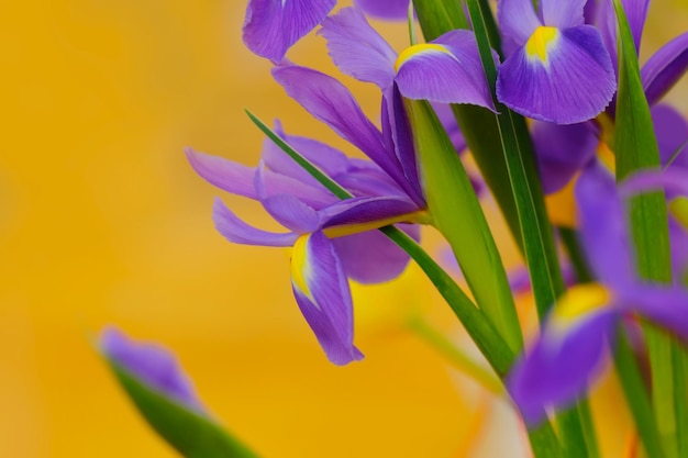 Iris violets dans le jardin sur fond jaune