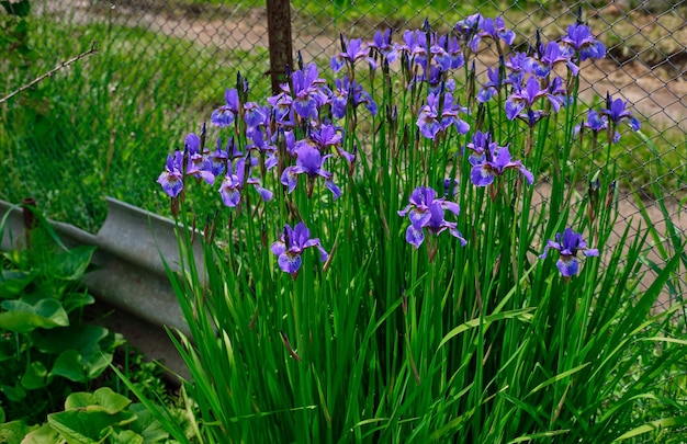 Iris violets dans le jardin parmi l'herbe verte près de la clôture Fleurs d'été lilas