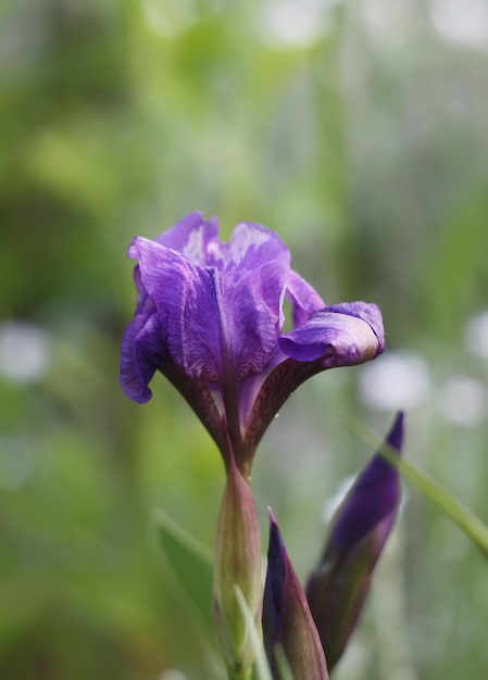 Iris violets en fleurs lumineuses dans le jardin de printemps au soleil.