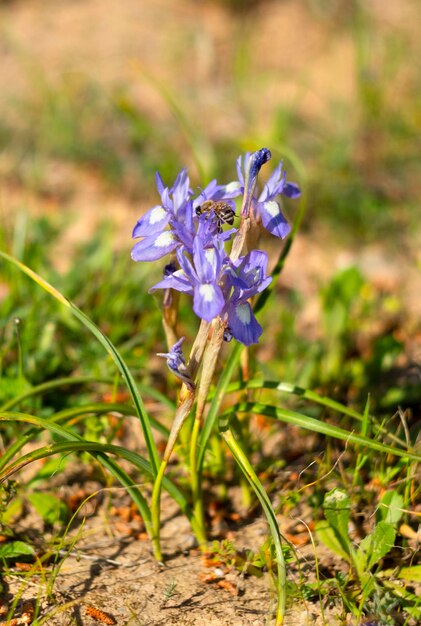 Iris violets sauvages dans l'herbe verte dans une clairière dans une forêt en Grèce